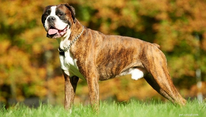 20 races de chiens les plus fortes au monde