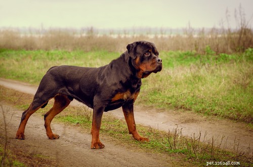 20 starkaste hundraser i världen