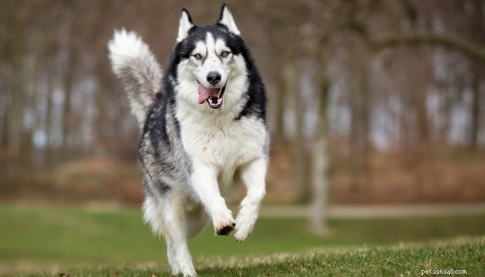 20 raças de cães mais fortes do mundo