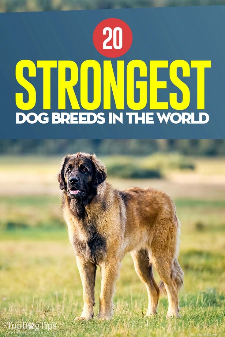 20 raças de cães mais fortes do mundo