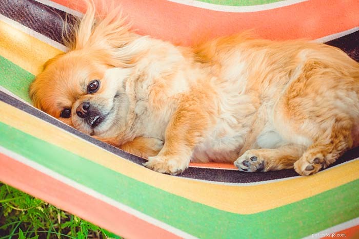 20 пород собак, которые плохо переносят жаркую погоду