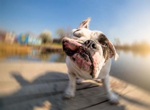20 races de chiens qui ne se portent pas bien par temps chaud