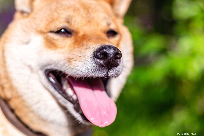 20 raças de cães que não se dão bem em clima quente
