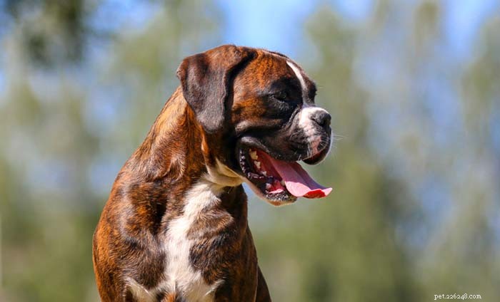 20 races de chiens qui ne se portent pas bien par temps chaud