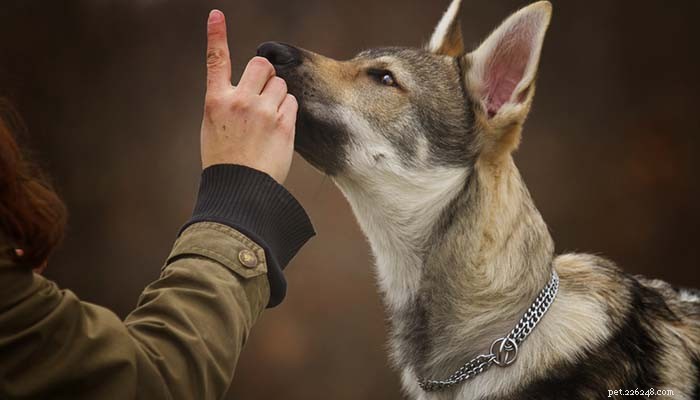 個人保護のための犬：最初に考慮しなければならない6つのこと 