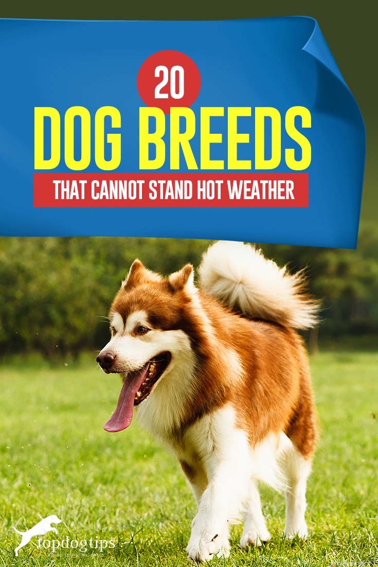 20 razze canine che non vanno bene quando fa caldo