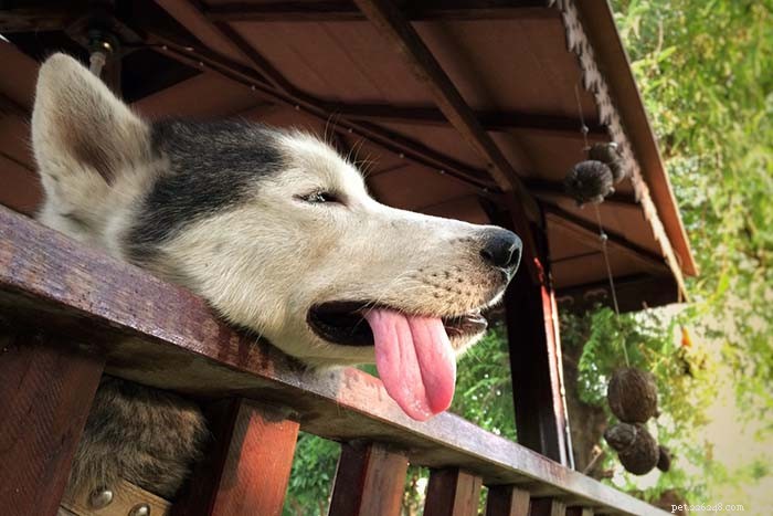 20 psích plemen, kterým se v horkém počasí nedaří