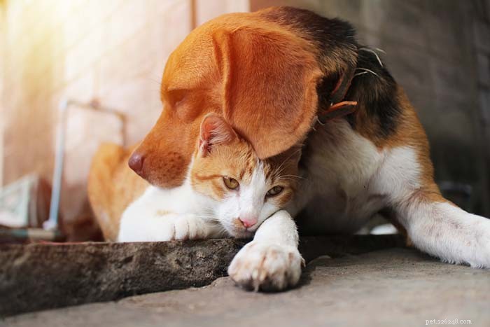 13 hundraser som kommer överens med katter
