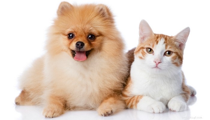 13 raças de cães que se dão bem com gatos