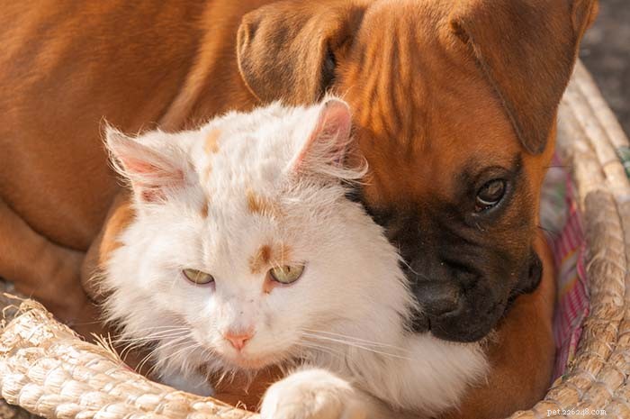 13 raças de cães que se dão bem com gatos