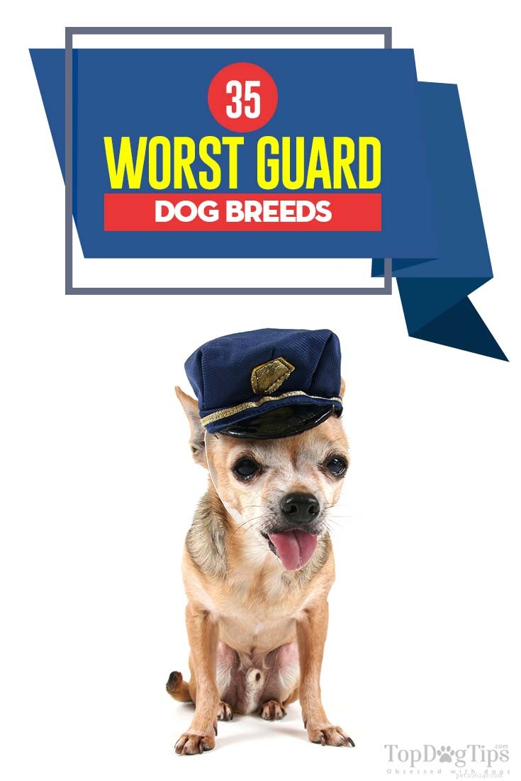 35 peggiori razze di cani da guardia