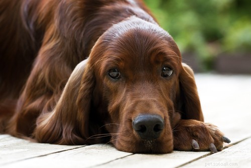 Les 35 pires races de chiens de garde