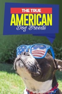 20 meest echt Amerikaanse hondenrassen