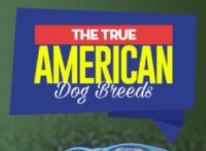 20 skutečně amerických plemen psů