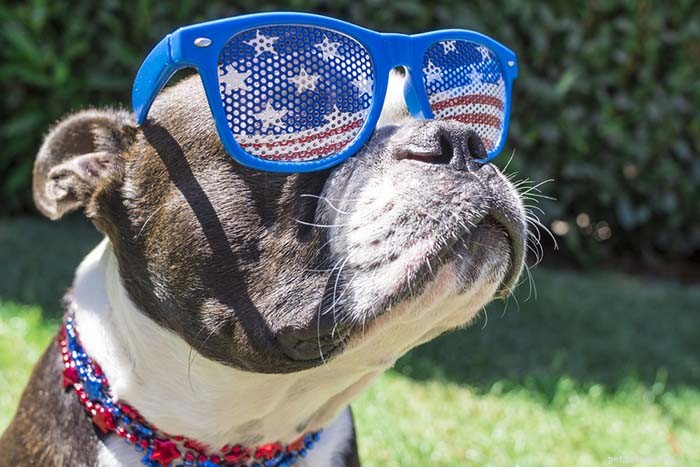 20 meest echt Amerikaanse hondenrassen