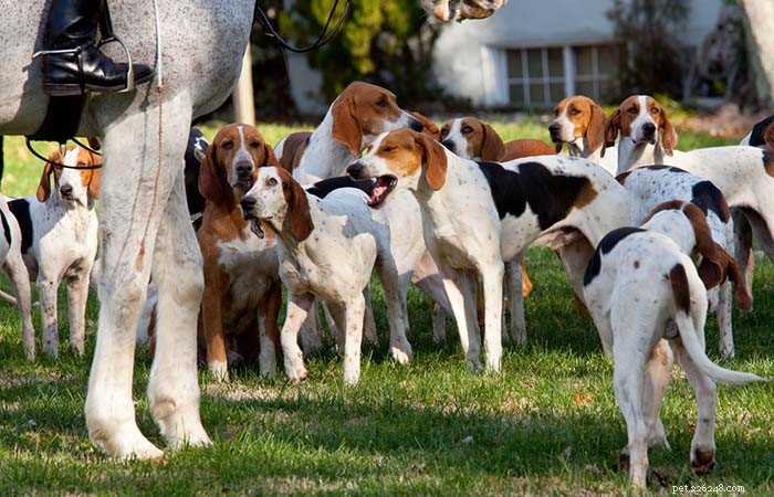 20最も真にアメリカの犬種 
