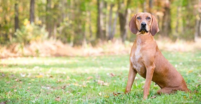 20 mest riktigt amerikanska hundraser 