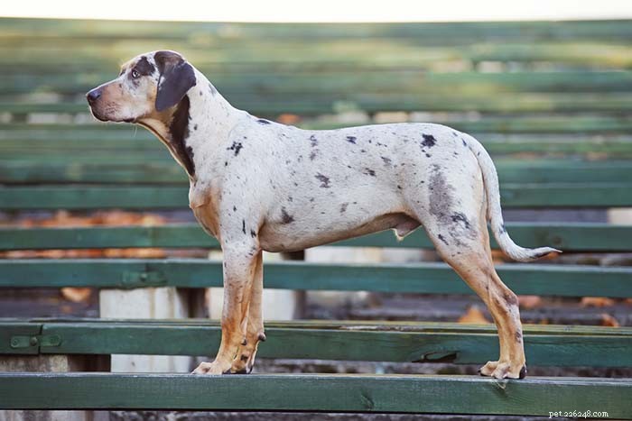 20 razze di cani più realmente americane