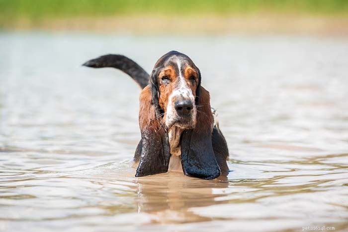 水泳で最悪の20の犬種 