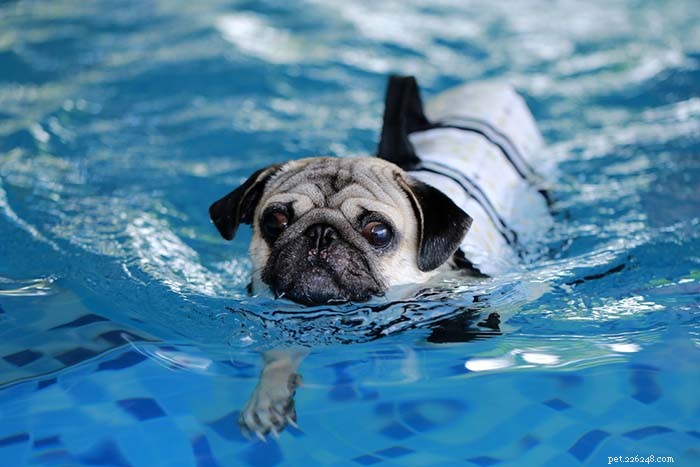20 hondenrassen die het slechtst kunnen zwemmen