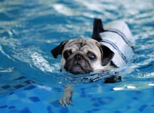 수영에서 최악의 개 품종 20가지