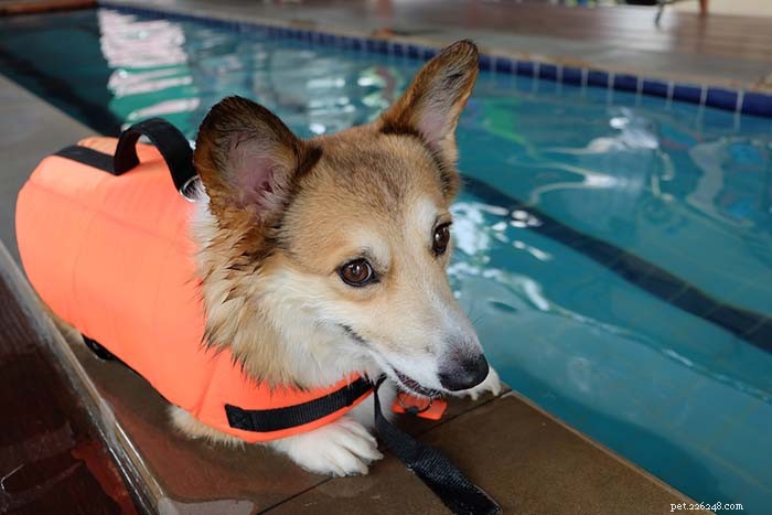 20 races de chiens les plus mauvaises à la natation