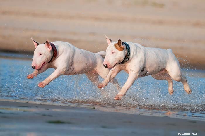 20 raças de cães piores na natação