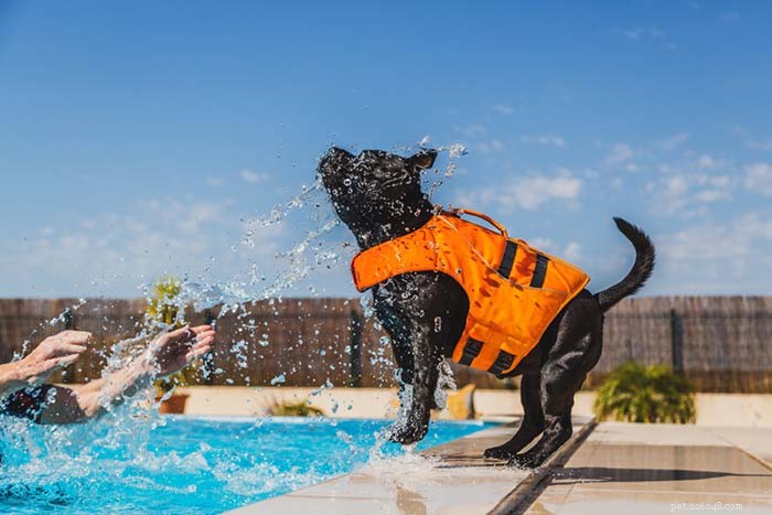 20 races de chiens les plus mauvaises à la natation
