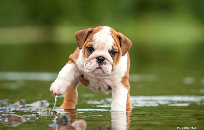 20 psích plemen nejhorších v plavání
