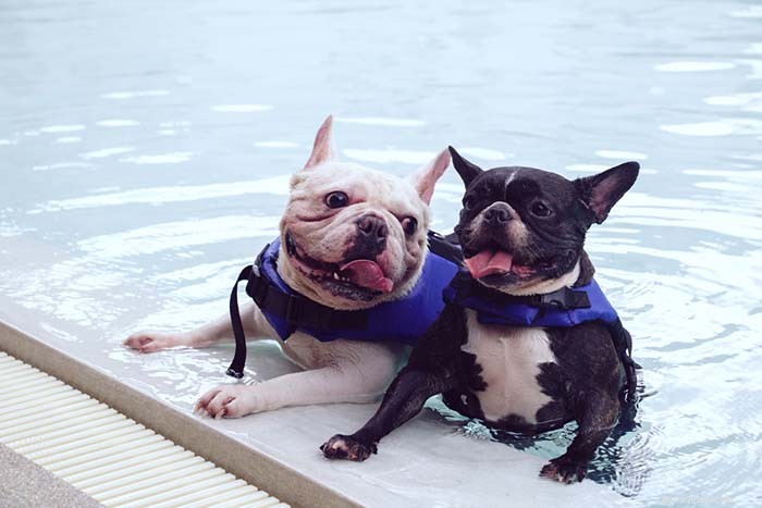 20 razze canine peggiori a nuotare