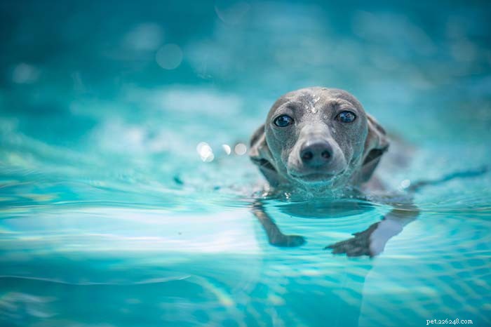 수영에서 최악의 개 품종 20가지