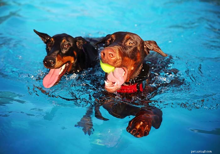 20 пород собак, которые хуже всего умеют плавать