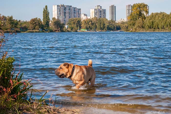 20 hondenrassen die het slechtst kunnen zwemmen