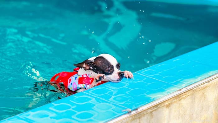 水泳で最悪の20の犬種 