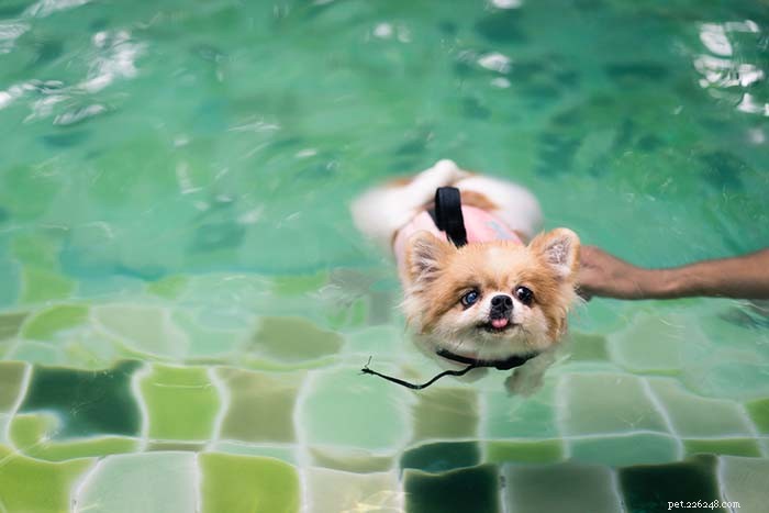 20 psích plemen nejhorších v plavání