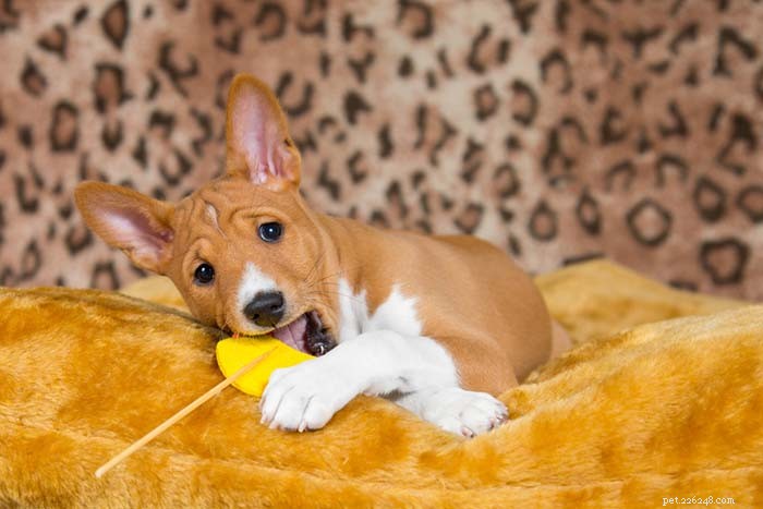 25 migliori razze di cani per piccoli appartamenti