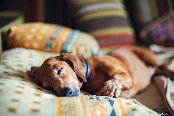 25 meilleures races de chiens pour les petits appartements