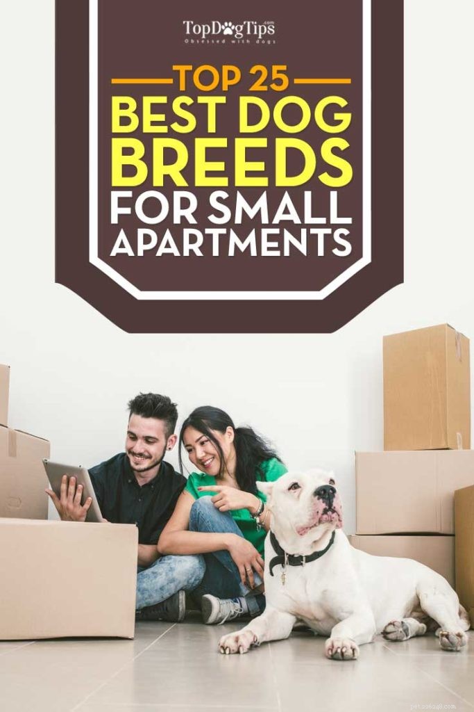 25 meilleures races de chiens pour les petits appartements
