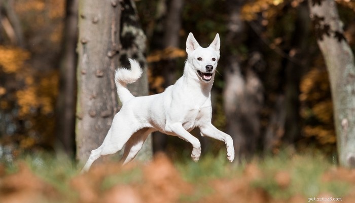14 meest zeldzame hondenrassen ter wereld