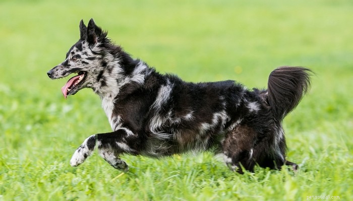 14 mest sällsynta hundraser på planeten