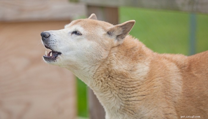 14 races de chiens les plus rares sur la planète