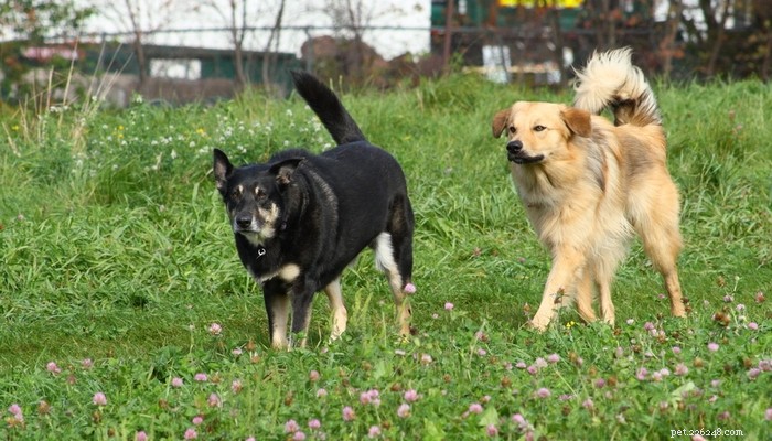 14 races de chiens les plus rares sur la planète