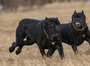 Les 15 races de chiens les plus meurtrières au monde