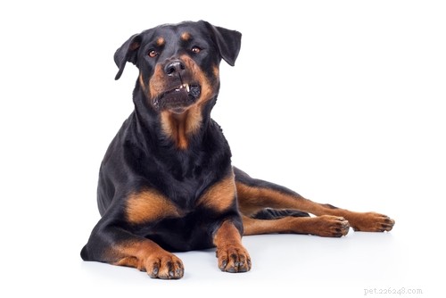 Top 15 dodelijkste hondenrassen ter wereld