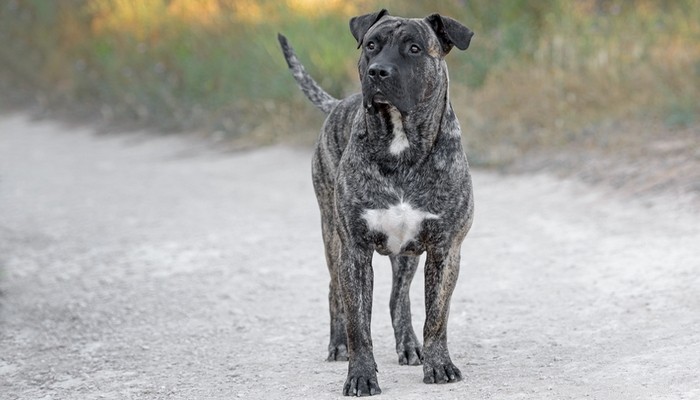 15 самых смертоносных пород собак в мире