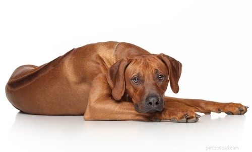 Top 15 dodelijkste hondenrassen ter wereld