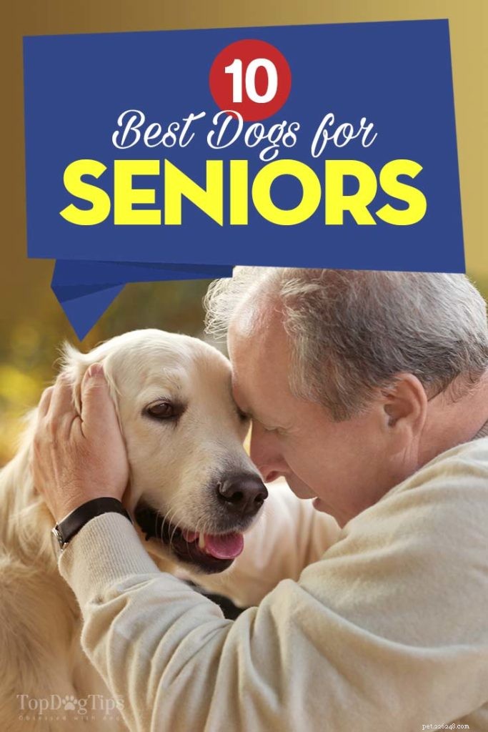 10 melhores cães para idosos e como eles beneficiam os idosos