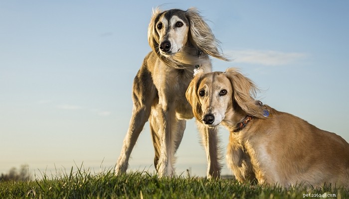 20 races de chiens les plus chères