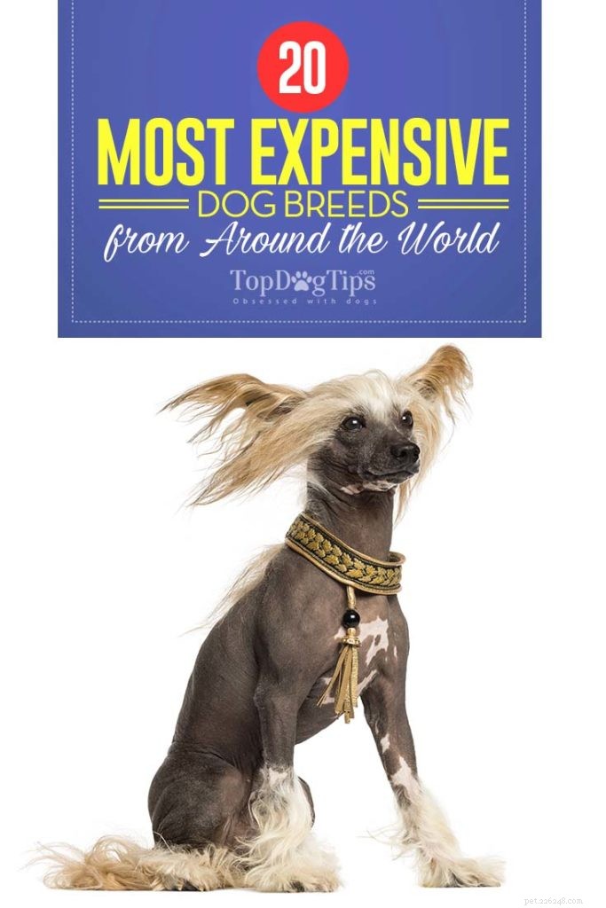 20最も高価な犬種 