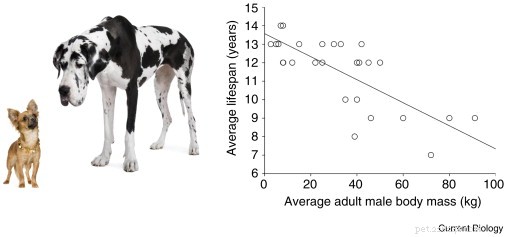 20 пород собак с самой короткой продолжительностью жизни (на основании исследований)